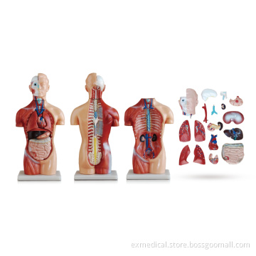 Gender-Neutral Torso Anatomy Model